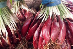 Atasi Maag dan Sembelit Secara Alami dengan Bawang Dayak, Begini Caranya!