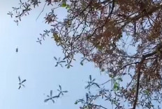 Bukan Pohon Biasa! Kenalan dengan Shorea siamensis si Penakluk Angin