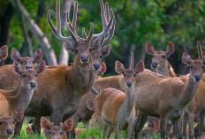 Rusa Jawa: Permata Tersembunyi di Hutan Indonesia