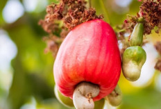 Bukan Cuma Enak, Jambu Monyet Bisa Sembuhkan Penyakit Kronis Ini!