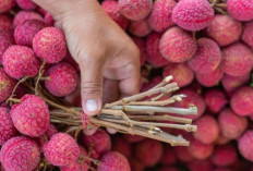 Sembelit Tak Kunjung Sembuh? Coba Konsumsi Buah Leci, Hasilnya Mengejutkan!