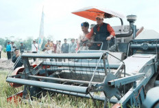 Optimistis Produksi Padi Banyuasin Terus Meningkat