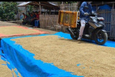 Harga Gabah Anjlok, Petani Banyuasin Keluhkan Nasib