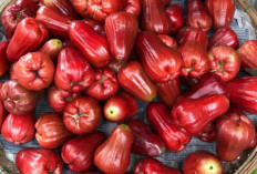 Kulit Cerah Alami Tanpa Skincare Mahal? Rahasianya Ada di Jambu Air!