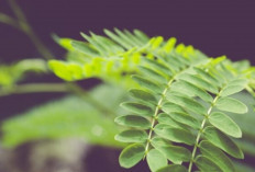 Daun Kelor, Si Pohon Ajaib dengan Nutrisi Lengkap untuk Tubuh