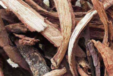 Kayu Rapat, Herbal Ajaib untuk Kesehatan Reproduksi Wanita