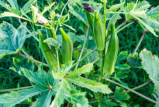 Okra: Sayuran Kaya Lendir yang Ampuh Turunkan Kolesterol dan Gula Darah