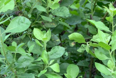 Tangkal Penuaan Dini dengan Antioksidan Alami dari Daun Beluntas