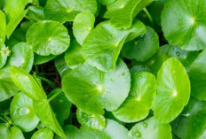 Daun Pegagan, Herbal Ajaib Penunjang Otak Cerdas dan Tajam