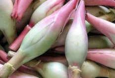Bunga Ajaib Ini Berkhasiat Sebagai Penurun Berat Badan, Sudah Pernah Coba?