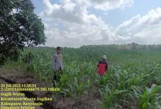 Bhabinkamtibmas Polsek Muara Padang Tinjau Lahan Jagung dan Sosialisasi Harga di Sugih Waras