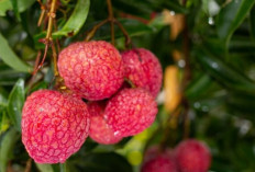 Gak Perlu Minuman Energi! Buah Leci Ternyata Bisa Bikin Kamu Kembali Bertenaga