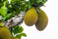 Buah Tropis Kaya Serat: Nangka Bikin BAB Lancar Setiap Hari
