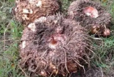 Suweg: Tanaman Alternatif Pengganti Beras yang Kaya Manfaat