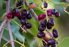 Makan Buah Ini Tiap Hari, Kolesterol Turun dan Tekanan Darah Stabil!