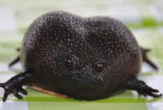 Katak Ekspresi Cemberut: Fakta Menarik Black Rain Frog