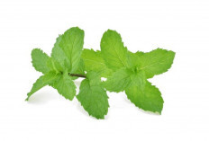 Aroma Daun Mint Bisa Bikin Sakit Kepala Lenyap? Ini Penjelasannya!