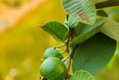 Bukan Hanya Buahnya, Ini 6 Manfaat Daun Jambu Biji untuk Kesehatan