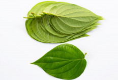 Cuma dengan Daun Ini, Keputihan dan Bau Tak Sedap Bisa Hilang Seketika!