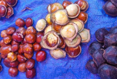 Makan Jengkol Bisa Rusak Ginjal? Begini Cara Aman Menikmatinya