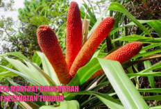 Sejuta Manfaat Buah Merah bagi Kesehatan Tubuh, Cegah Kanker-Jaga Kesehatan Reproduksi