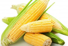 Jagung sebagai Sumber Kolagen Alami untuk Kulit Awet Muda