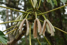 Cecropia: Buah Tropis Berbentuk Jari yang Kaya Nutrisi