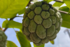 Srikaya, Buah Manis Penjaga Daya Tahan Tubuh