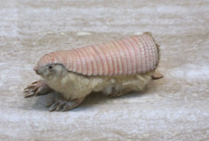 Fakta Menarik Fairy Pinky Armadillo, Hewan Langka dari Argentina