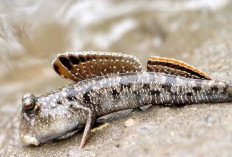 Kemampuan Ikan Lumpur Bisa Bertahan Hidup di Darat, Anda Pernah Melihat Ikan Jenis Ini?