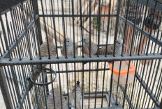 Mitos Burung Perkutut di Banyuasin: Lambang Cinta, Kesetiaan, dan Ancaman Rumah Tangga