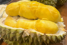 Durian Bawor: Durian Lokal dengan Kualitas Setara Montong dan Musang King