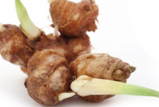 Manfaat Kencur untuk Anak hingga Orang Dewasa, Sudah Coba?
