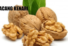 Manfaat Kacang Kenari bagi Kesehatan: Sumber Nutrisi Penting