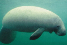 Manatee: Sapi Laut dengan Fakta-Fakta Unik yang Jarang Diketahui