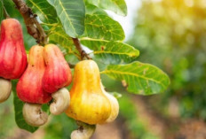 Sering Gagal Diet? Buah Murah Ini Bisa Bantu Kamu Langsing Alami!