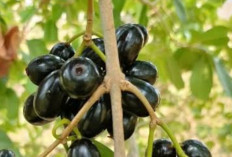 Rahasia Buah Jamblang: Solusi Alami Atasi Anemia dan Kelelahan!