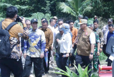 Luar Biasa! Lumbung Pangan Nomor 2 Nasional, Banyuasin Terus Tingkatkan Target Produksi Padi
