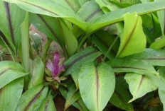 Tips Tradisional Mengatasi Bau Badan dengan Air Rebusan Daun Kunyit