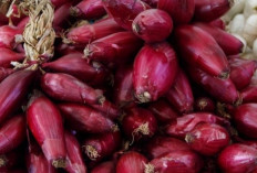 Manfaat Bawang Dayak bagi Kesehatan: Dari Antikanker hingga Penurun Kolesterol
