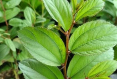Tips Sederhana Menggunakan Daun Bidara agar Luka Cepat Mengering