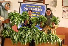 SMPN 3 Talang Kelapa Panen Sayuran dalam program Gertas