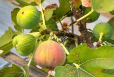 Rahasia Kulit Glowing dan Rambut Lebat, Ternyata Cuma Butuh Buah Ini!