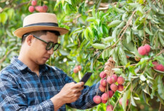 Manfaat Leci untuk Menjaga Tekanan Darah dan Kesehatan Jantung secara Alami