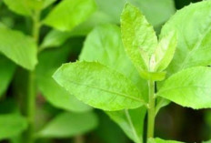Daun Beluntas, Herbal Tradisional untuk Mengatasi Gangguan Pencernaan
