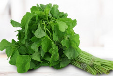 Jangan Remehkan Bayam, Sayur Ini Bisa Jadi Pelindung Tubuhmu!