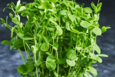 Pea Shoots: Si Hijau dengan Segudang Manfaat Kesehatan