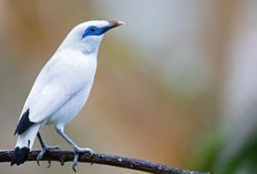 Jalak Bali, Burung Berjambul Biru: Kicau Merdu yang Kini Terancam Punah