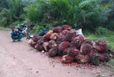 Panduan Lengkap Menanam Kelapa Sawit: Tips Sukses bagi Pemula