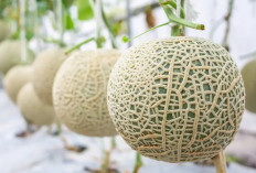 Ingin Bertanam Melon Tapi Takut tak Berhasil ? Nih 7 Tips Bertanam Melon Anti Gagal